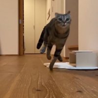 部屋を走り抜けるネネちゃん3