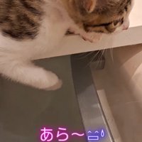 浴槽の蓋の上に座る子猫