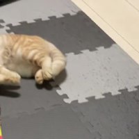 寝転がっている猫たち