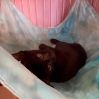 ハンモックで横になる子猫