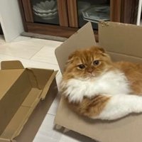 ダンボール箱に入っている猫