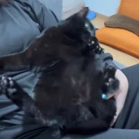 後ろを向こうとする猫