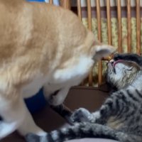 毛づくろいする猫の隣にいる柴犬