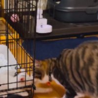 ケージの中にいる子猫と外にいる成猫