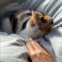 前足をなでなで