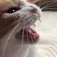 鳴く猫