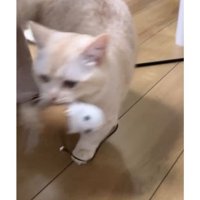 おもちゃを持つ猫