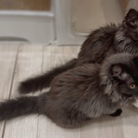 食器の前に座る2匹の猫