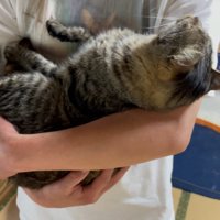 抱っこされる猫