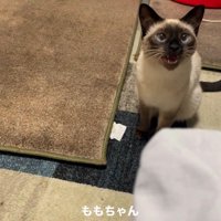 飼い主さんの話を聞く猫