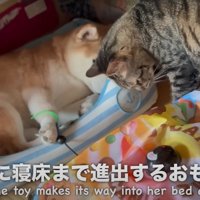 遊ぶ猫のそばで寝ている柴犬