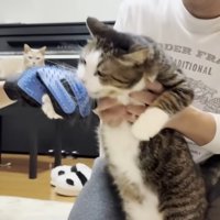 爪を切られて噛みついて抵抗する猫