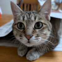 きょとんとした顔の猫のアップ