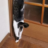 ドアを開ける猫