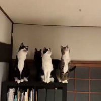 蛾を見る猫たち