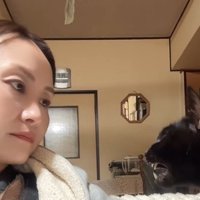 見つめ合う猫と飼い主2