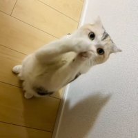 前足をそろえてポーズをとる猫
