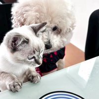 ごはんを覗き込む犬と猫