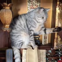 仏壇の中で左前足を前に伸ばしている猫