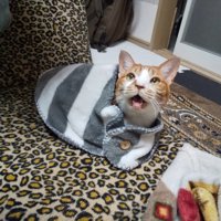 くるまれている猫