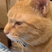 遠くを見つめる猫