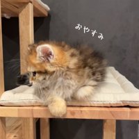 寝ようとする猫