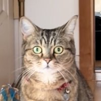 猫の顔