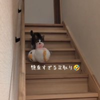 階段を降りる猫