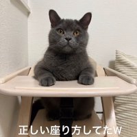 子供用の椅子に座っている猫