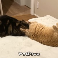 「やっぱりｗｗ」のテロップ写真