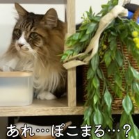 狭いところにいるぽこまる