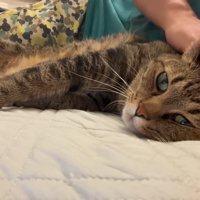 飼い主にくっついて横になりなでてもらっているキジトラ