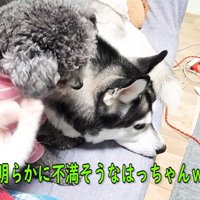 犬にじゃれる子猫