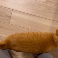 スリスリする猫