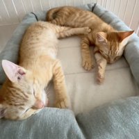 ケージの中で寝る2匹の子猫