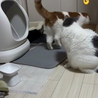 トイレから立ち去る猫とそれを見つめる猫