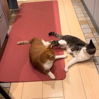 横になってもめる2匹の猫