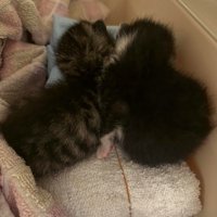 寄り添う子猫2匹