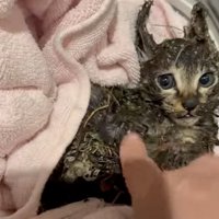 怯えた表情の子猫
