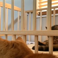 ベッドの中で毛づくろいをするメルくん