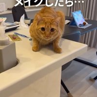 帰宅した飼い主を見つめる猫
