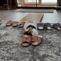 スリッパごしにおもちゃを狙う猫