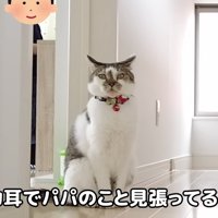イカ耳ささみくん