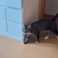 歩いてくる猫