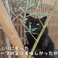 オリーブの葉を食べるモカちゃん