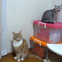 鳴くサバトラ