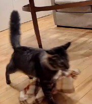 しっぽを立てながらブランケットを咥えて歩く猫