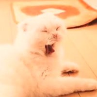 印刷された猫のあくび顔