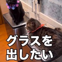 戸棚の前にあるゴミ箱の上に乗る2頭の猫