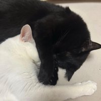 向かい合って寝そべりながら顔を起こしてカメラを見つめる2匹の子猫
